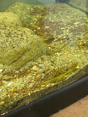5 Celestial pearl danios + 3 endlers