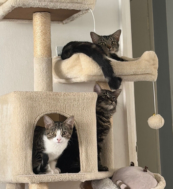 X2 Beautiful 5 month old kittens