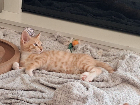 Ginger boy