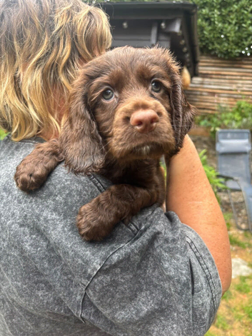 Working Cocker Spaniel Puppies &ndash; 2 Boys From litter of 6 Available