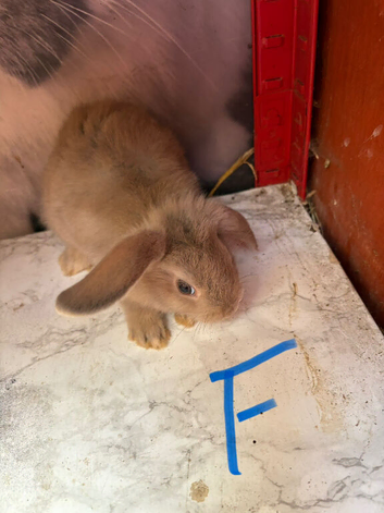 Mini lop Rabbit