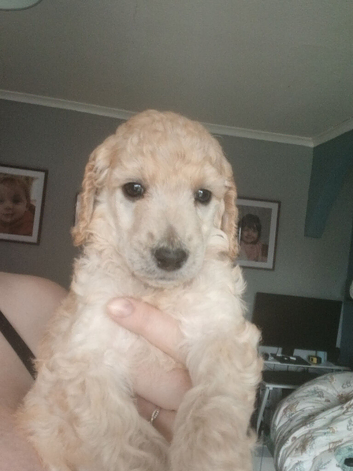 Standard poodle boy