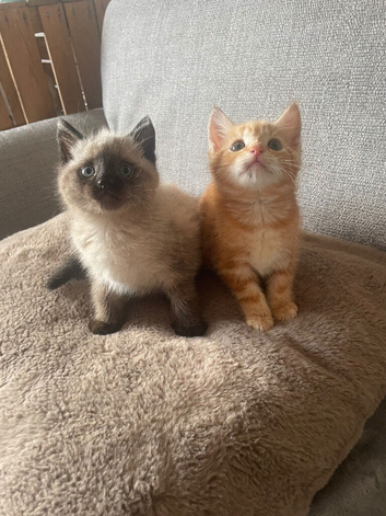 Two beautiful kittens looking for their forever loving families