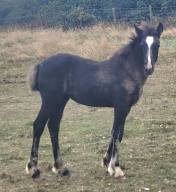 WELSH SECTION D BLACK FILLY FOAL