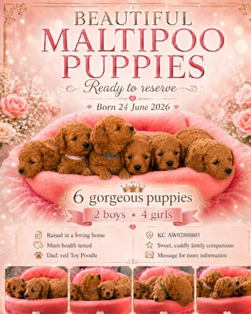 Stunning Red & Apricot Maltipoo Puppies &ndash; Health-Tested Parents