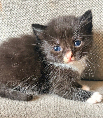3 Beautiful Male Kittens &ndash; Ready 16th July!