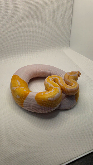 Albino pied ball python