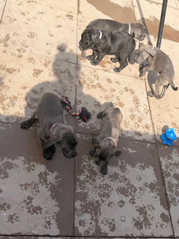 5 female cane corso puppies for sale