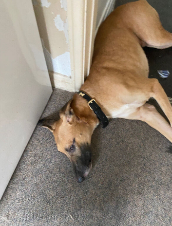 Dog needs rehoming