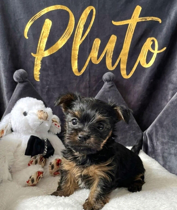 Adorable Yorkshire/Biewer Terriers