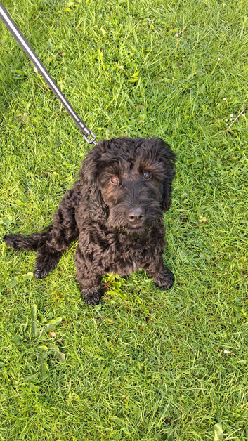 Cockapoo for sale