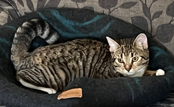 young Cat looking for home
