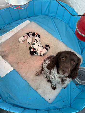 Springer pups for sale