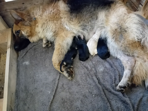 2 young german shepherds looking for new postcodes