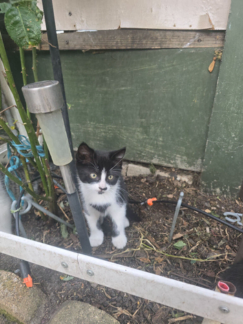 4 little kittens to rehome