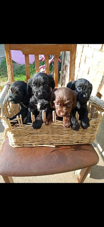 cocker spaniels