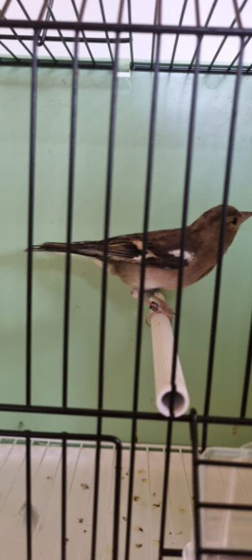 Chaffinch hen