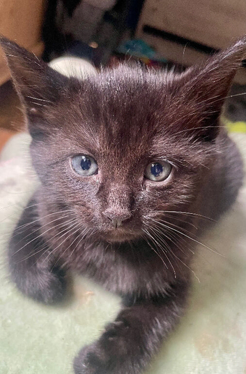 Black kittens with patterns