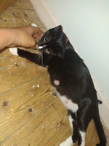 Female kitten available