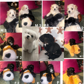 Toy malshipoo puppies