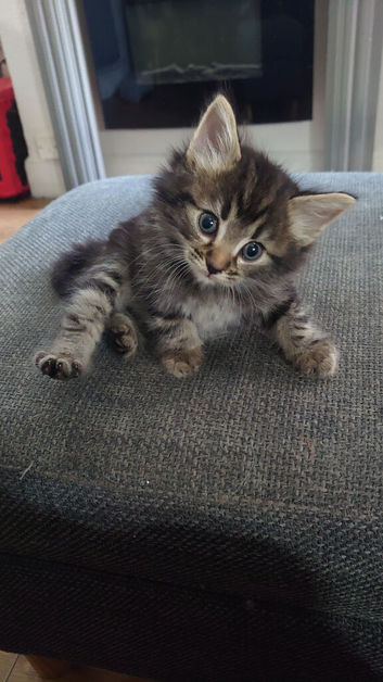 4 beautiful kittens for sale.