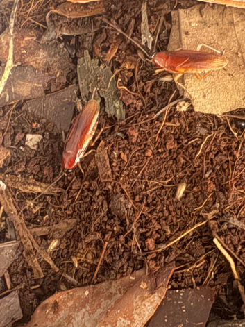 Ischnoptera rufa / strawberry roach *OUT OF STOCK*
