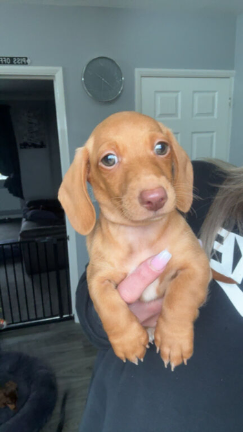 Boy mini dachshund