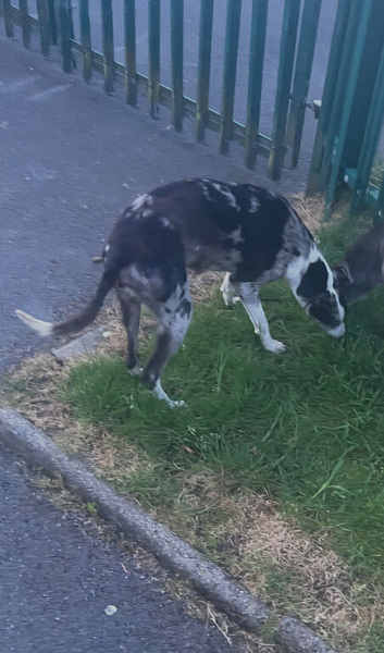 Collie greyhound bitch