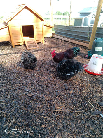 frizzle bantams available