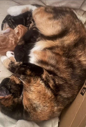 2 kittens for rehoming