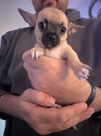 Boy chihuahua