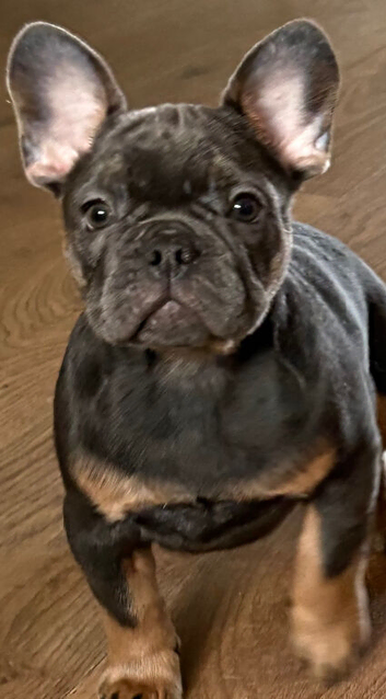 blue and tan french bulldogs 2 left