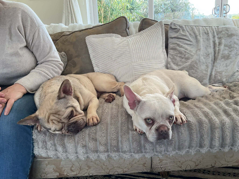 Beautiful French bulldogs both KC registered