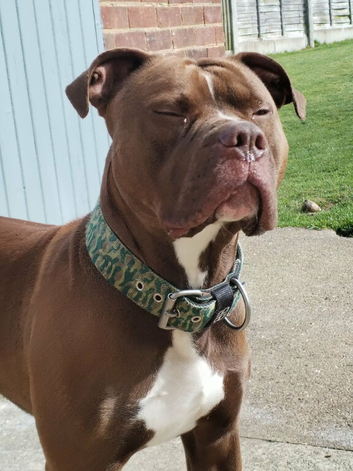 English bulldog x amstaff