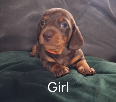 Miniture Dauschund Puppies