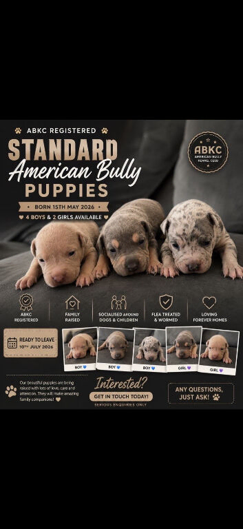 ABKC AMERICAN STANDARD BULLIES
