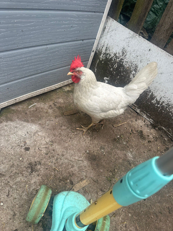Hens