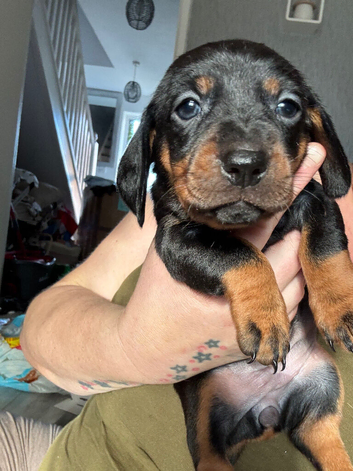 Last lil chunky sausage girl