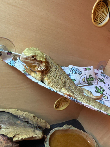 1 Year Old Bearded Dragon For Sale