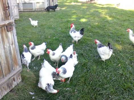 Traditional Light Sussex chickens looking for new home