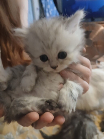Persian kittens