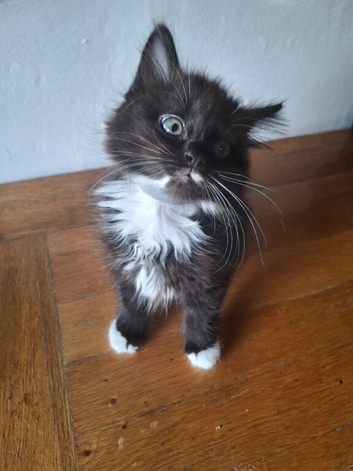 Kittens for sale