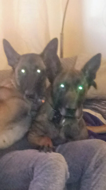 Belgium Shepherd puppies for sale