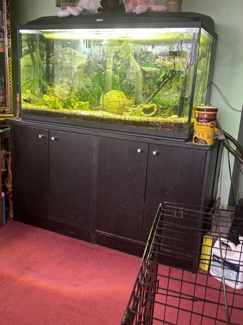TROPICAL FISH TANK AND FISH