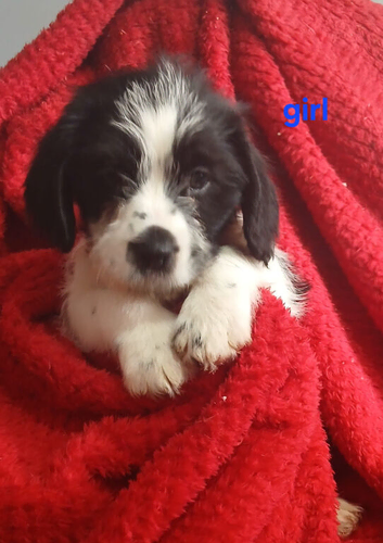 Shih Tzu cross Bassett puppys