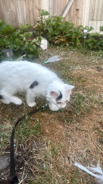 Cute male kitten