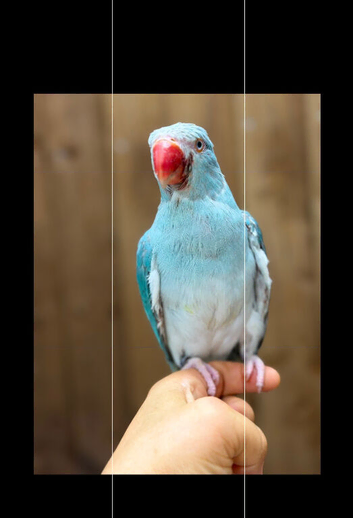 Ring neck parrot