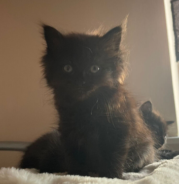 Beautiful kittens need a home