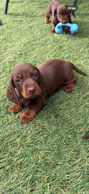 Dachshund puppy
