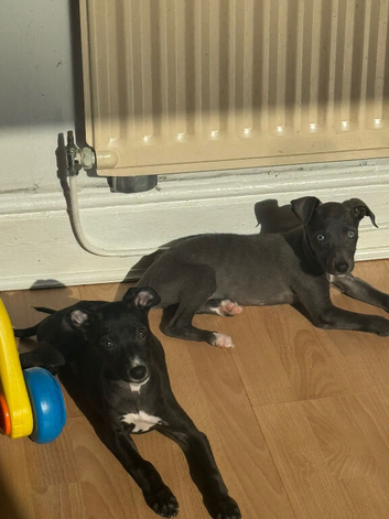 12 Week Old Puppy